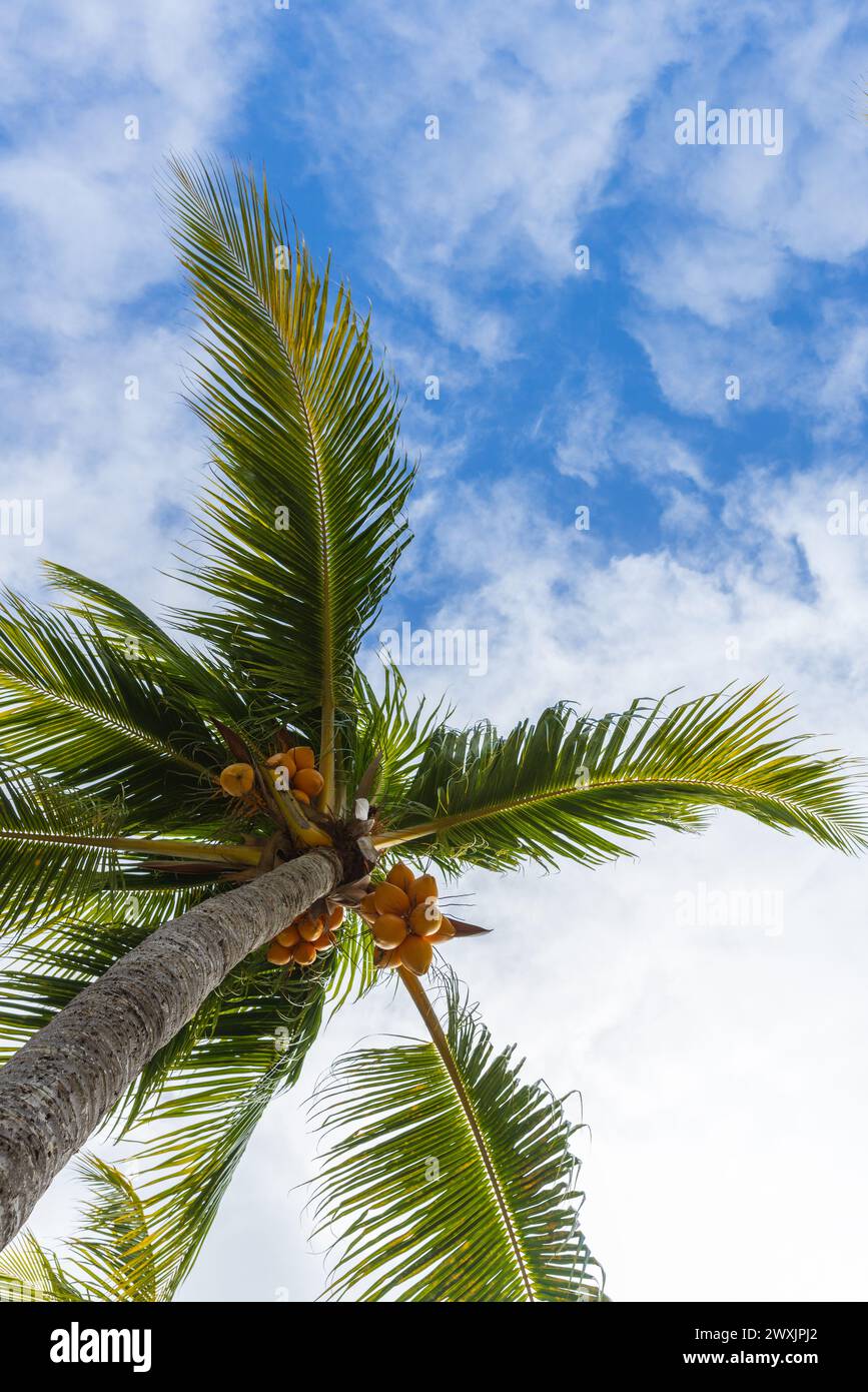 Kokospalme mit Früchten ist unter blauem bewölktem Himmel an einem sonnigen Tag, vertikales Foto Stockfoto
