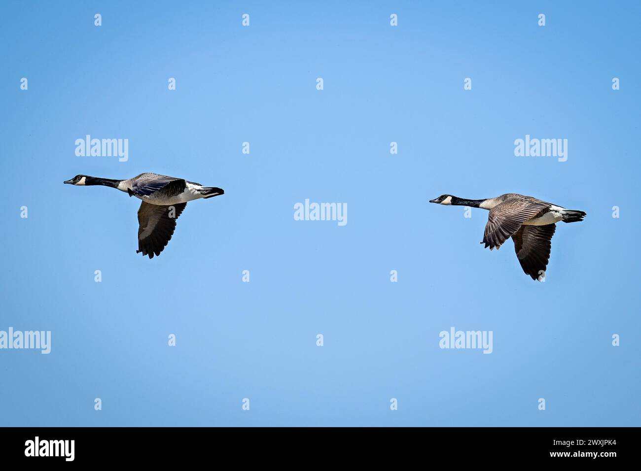 Eine Herde fliegende kanadische Gänse in Bewegung Stockfoto