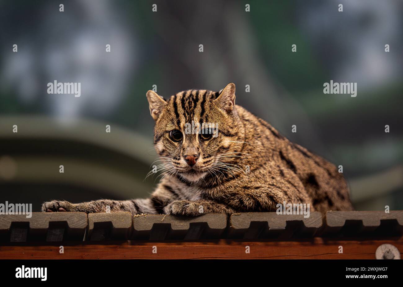 Eine Katze loungt auf dem Dach Stockfoto
