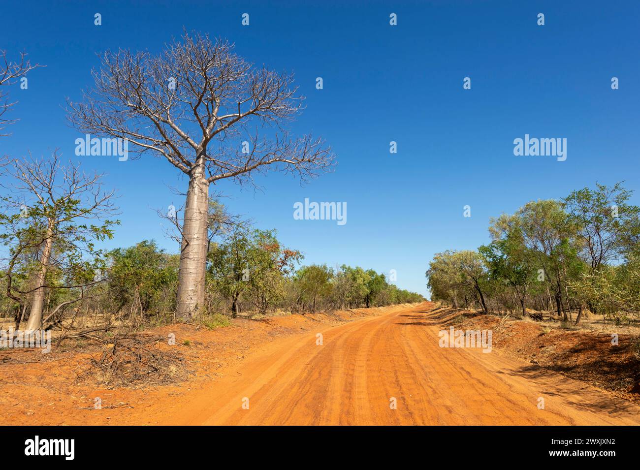 Typische Outback-Landschaft mit einer roten Feldstraße und einem Boab-Baum (Adansonia gregorii), in der Nähe von Fitzroy Crossing, Western Australia, WA, Australien Stockfoto