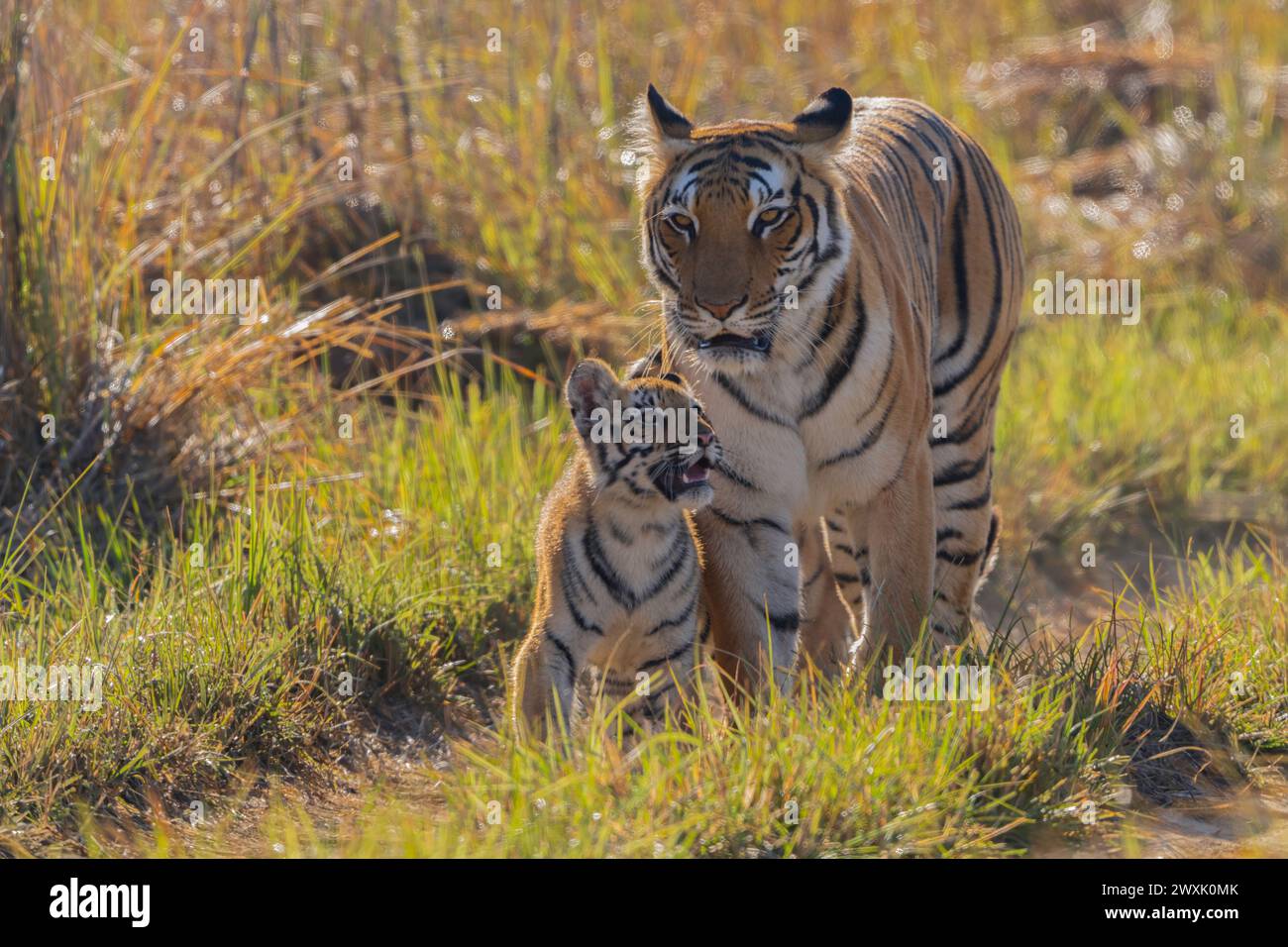 Tiger Mom und Cub, Corbett National Park, Indien Stockfoto