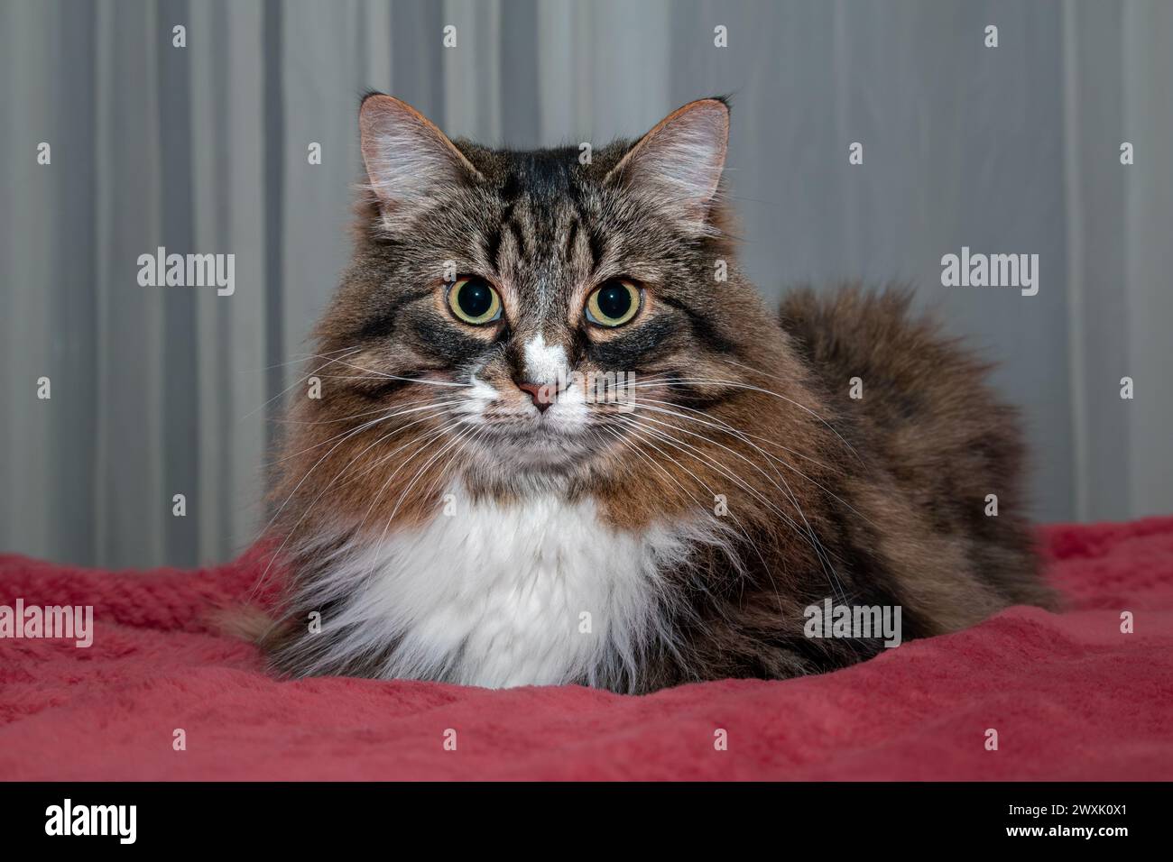 Schöne langhaarige Katze sibirischer Rasse auf rotem Hintergrund Stockfoto