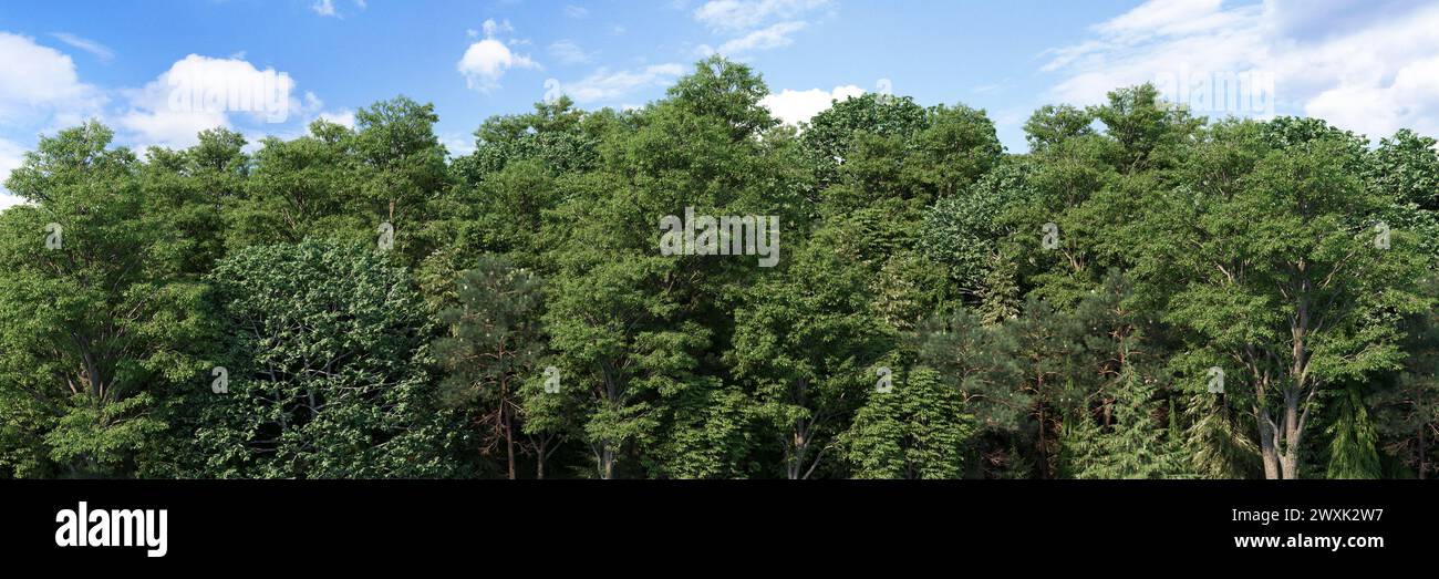 Hochwertiges 3D-Rendering des Nadelwaldpanorama Stockfoto