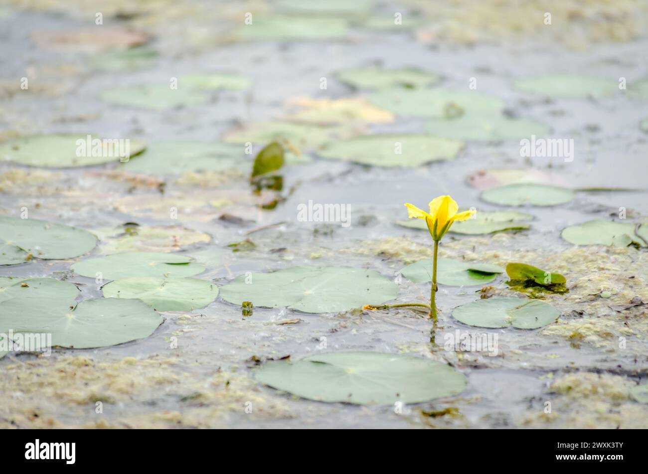 Ein Panoramablick auf den künstlichen See. Stockfoto