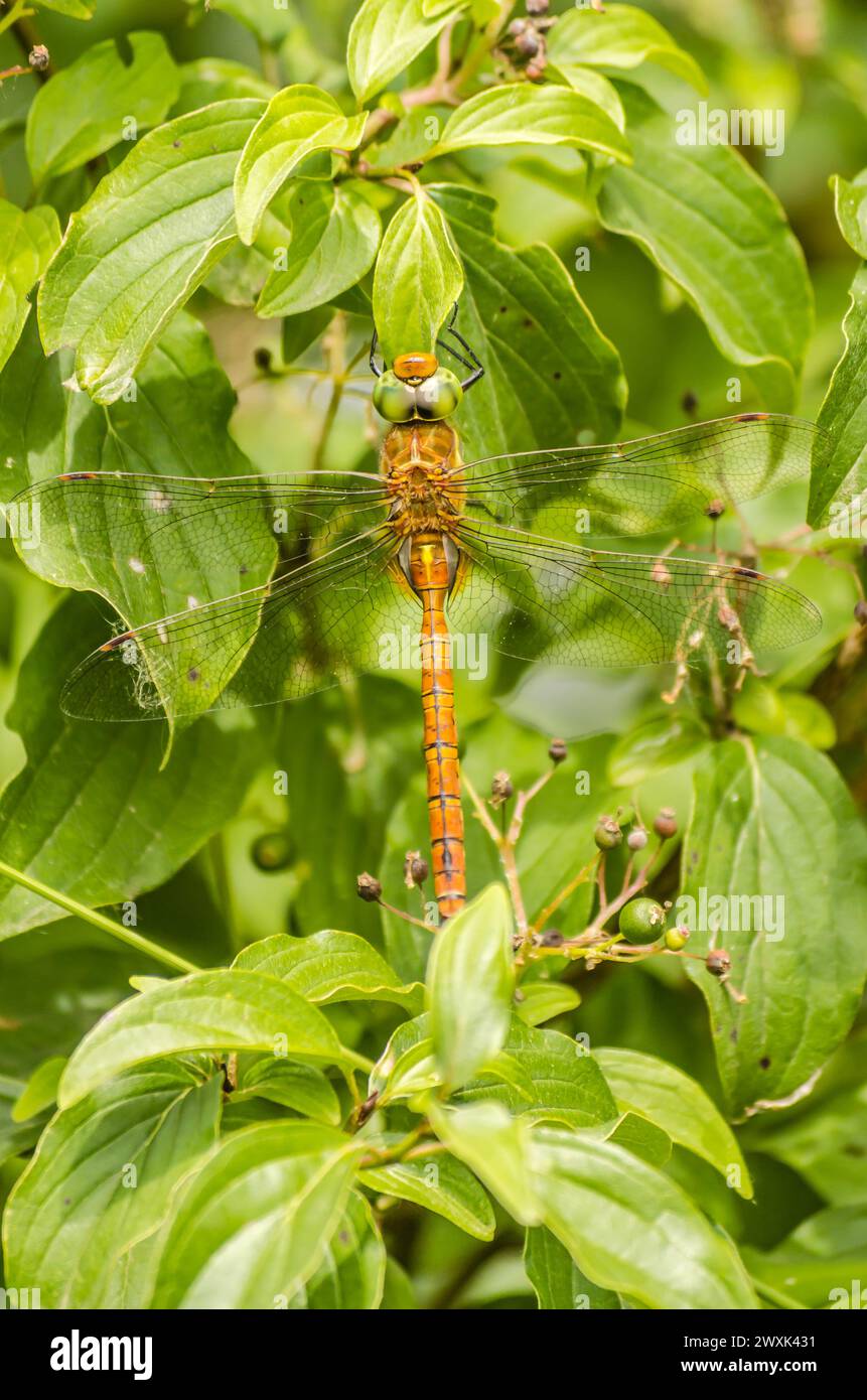 Wunderschöne Libelle, die auf einer getrockneten Klinge auf einem grünen Grashintergrund sitzt Stockfoto