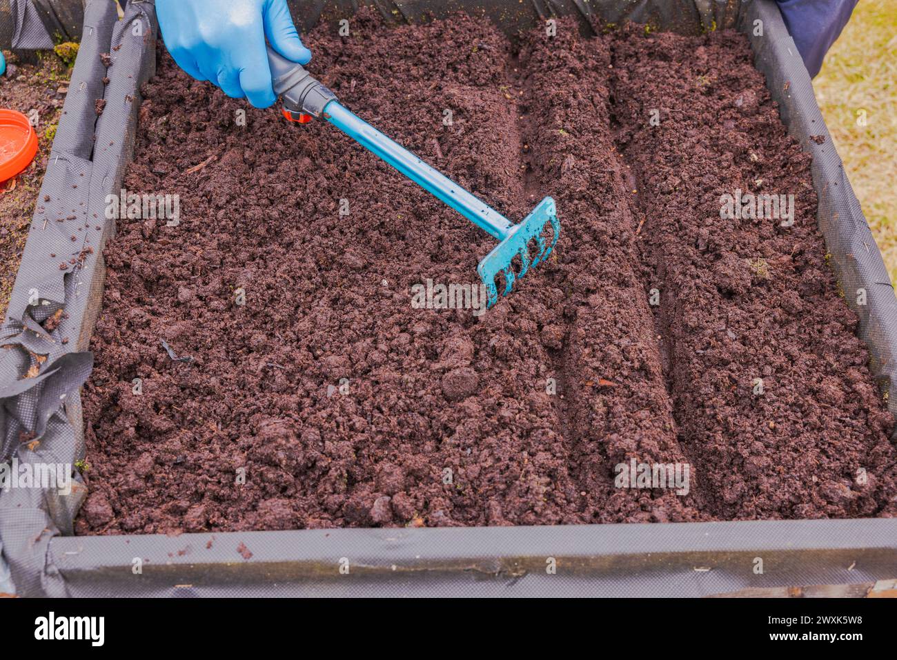 Nahaufnahme der Hände eines Mannes in Gummihandschuhen, die den Boden in einem Gartenbeet mit einem Gartenrechen ebnen, nachdem sie Rettichsamen im Frühfrühling gepflanzt haben. Schweden. Stockfoto