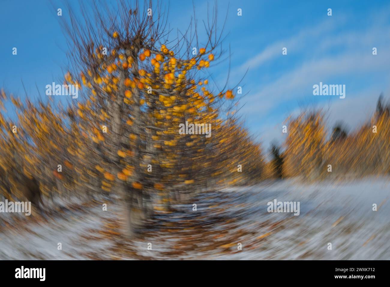 Gelbe Äpfel Obstgarten im Bundesstaat Washington im Winter. Rotationskamerabewegung (ICM) erzeugt ein einzigartiges Drallmuster mit Äpfeln und Schnee. Stockfoto
