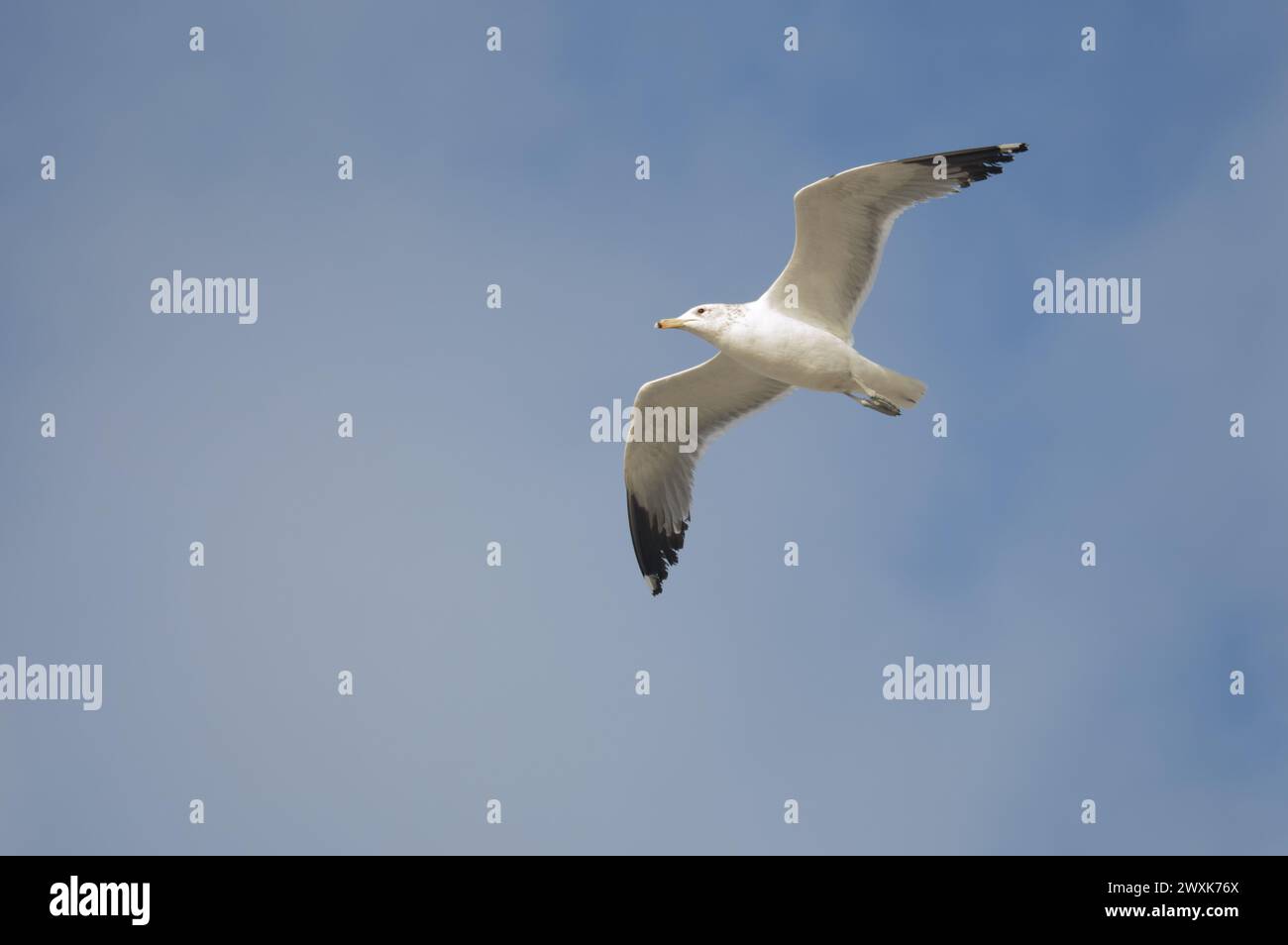 Eine alleinerwachsene Kalifornica (Larus californicus) im Flug am Rosarito Beach, Baja California, Mexiko. Stockfoto