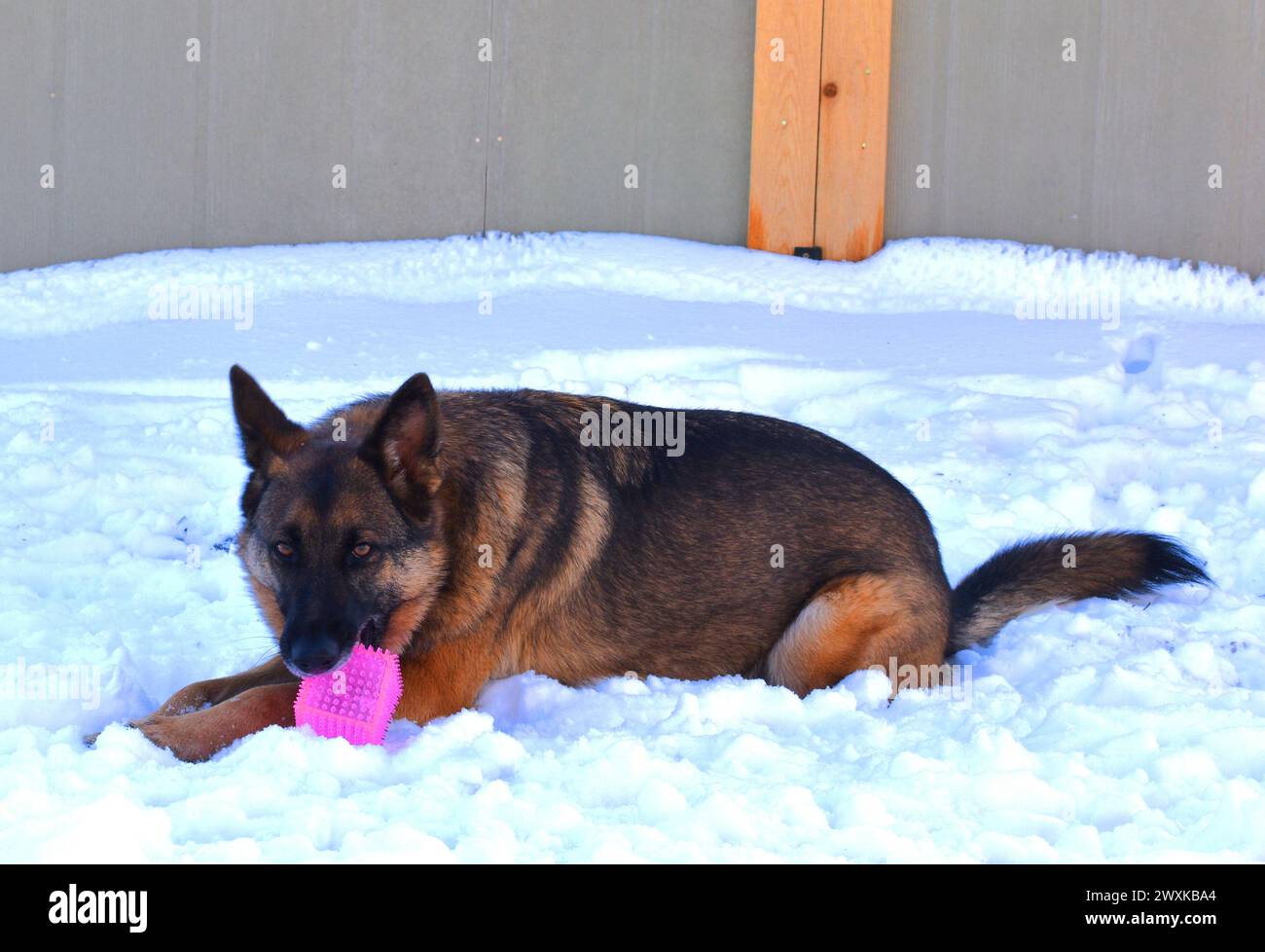 Deutscher Schäferhund, Snicker, spielt im Schnee. Stockfoto