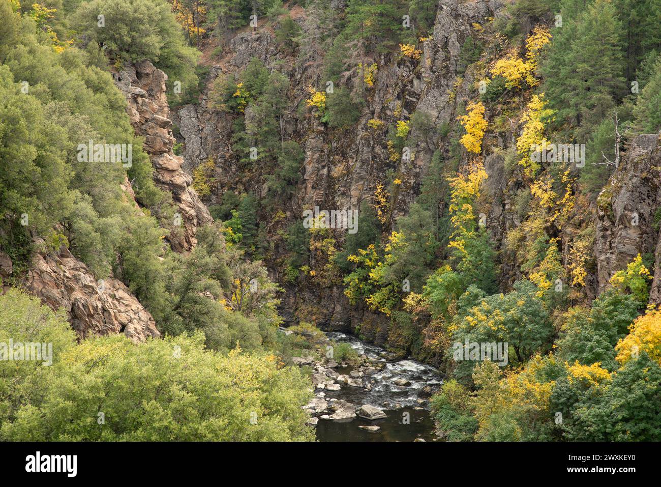 Creek Canyon im Shasta-Trinity National Forest im Herbst mit gelben Blättern Stockfoto