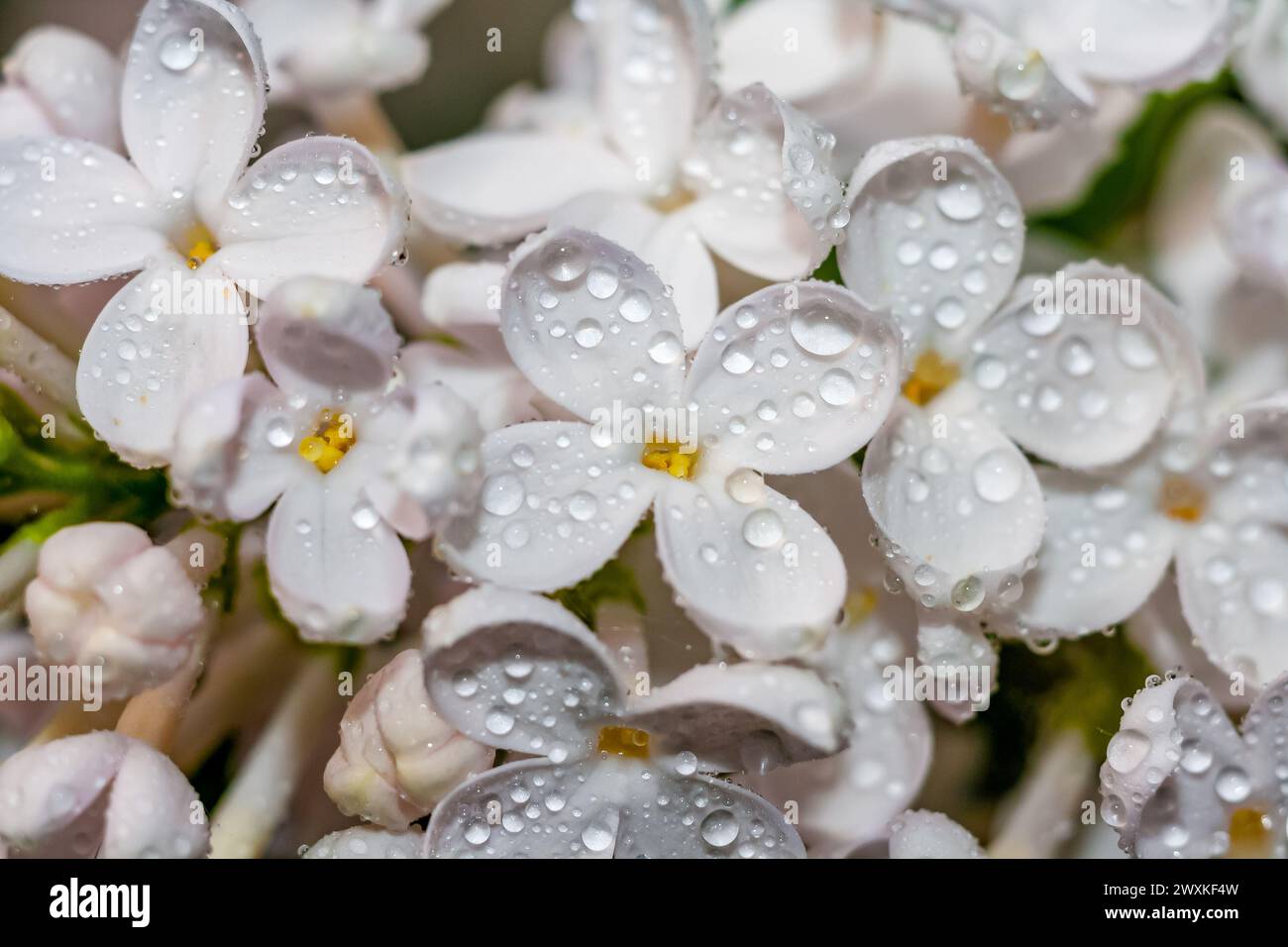 Weiße Fliederblüten in Wassertropfen Nahaufnahme Stockfoto