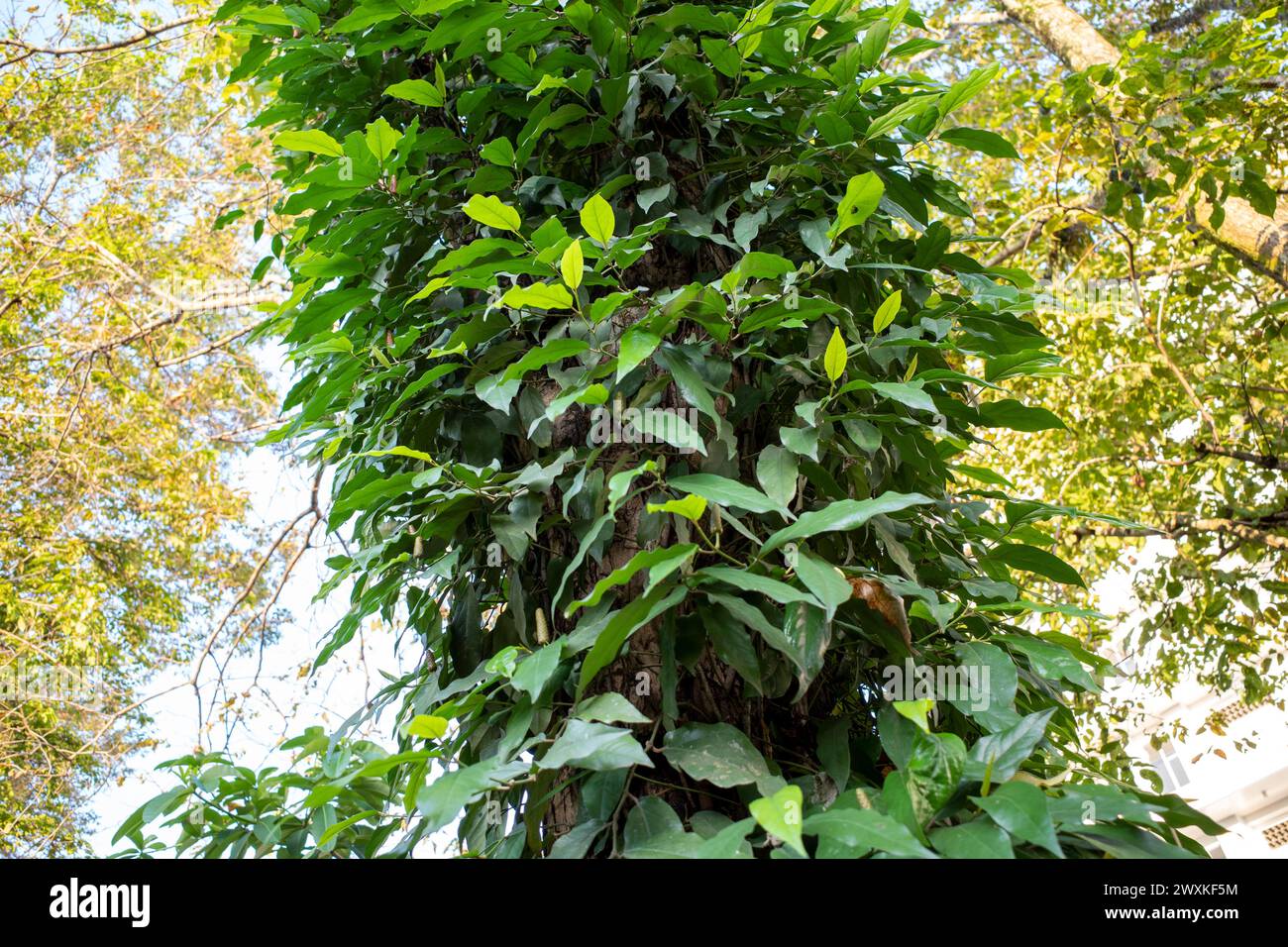 Cabe Jawa, javanische lange Pfefferpflanze oder Piper retrofractum, das auf Bäumen im Garten klettert. Stockfoto