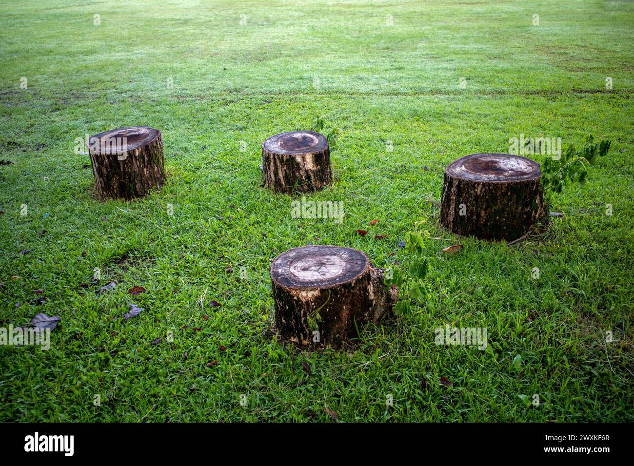Neue Triebe wachsen auf Albizia saman- oder Rain Tree-Holzstücken auf grünem Grasfeld. Stockfoto