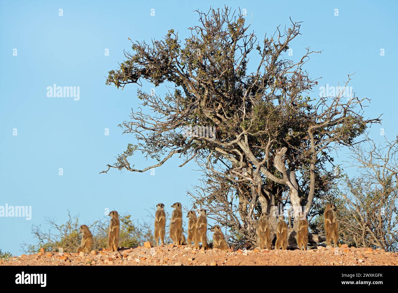 Die Familie der Alarmmeerkate (Suricata suricatta) in der natürlichen Umgebung Südafrikas Stockfoto