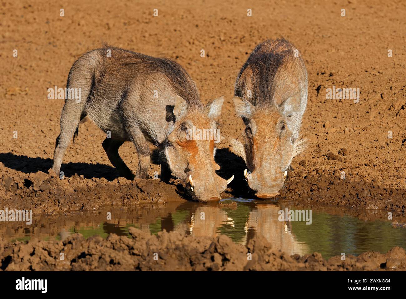 Zwei Warzenschweine (Phacochoerus africanus) trinken in einem schlammigen Wasserloch im Mokala-Nationalpark, Südafrika Stockfoto