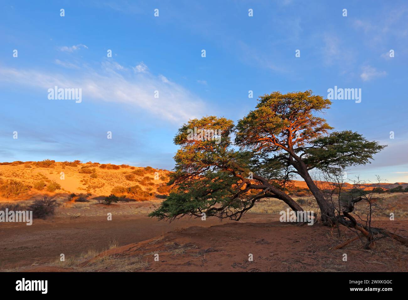 Malerische Landschaft mit einem Dornbaum und roten Sanddünen bei Sonnenuntergang, Kalahari Wüste, Südafrika Stockfoto