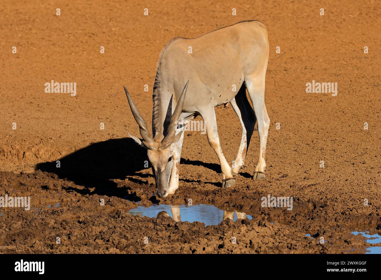 Eine männliche Edenantilope (Tragelaphus oryx) trinkt in einem schlammigen Wasserloch im Mokala-Nationalpark, Südafrika Stockfoto