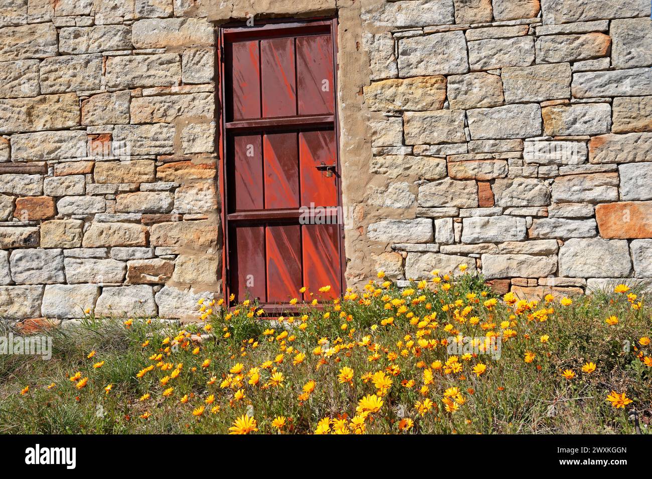 Verrostete Tür einer alten ländlichen Scheune mit farbenfrohen Namaqualand-Gänseblümchen, Nordkap, Südafrika Stockfoto