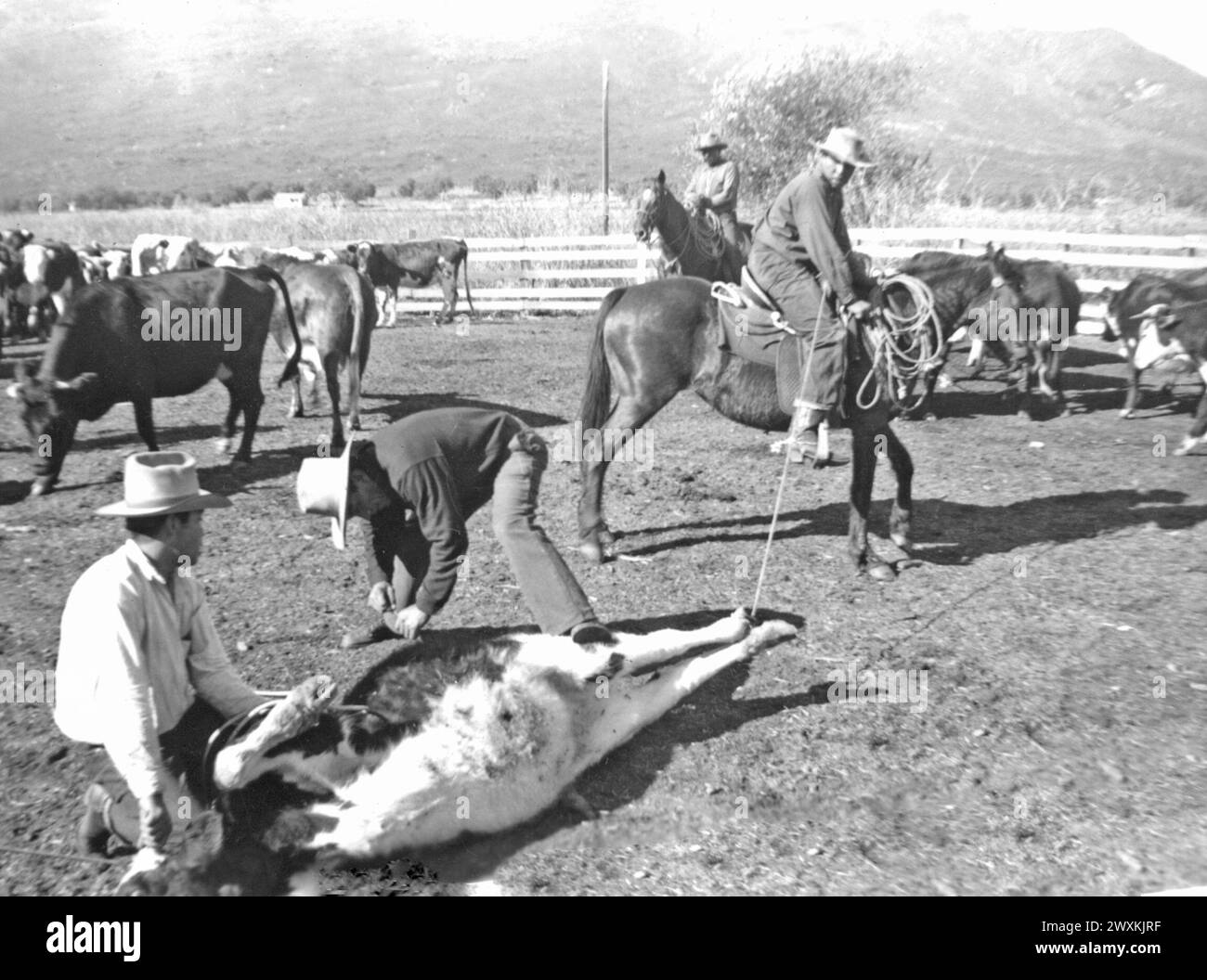 Viejas Band of Kumeyaay Indians: Foto des Rinderbrandings auf der Baron ...