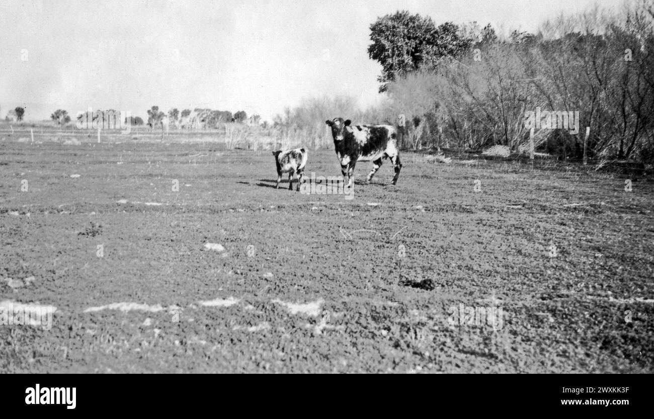 Torres-Martinez Desert Cahuilla Indians, Kalifornien: Originaltitel: Torres-Martinez - Eine preisgekrönte Kurzdornkuh mit 3 Monaten. Altes Kalb. Erster Preis für 2-jährige oder älter bei der Great Western Livestock Show in Los Angeles, Kalifornien, 13.-18. Dezember 1937 im Besitz von Henry Arenas' Stockfoto