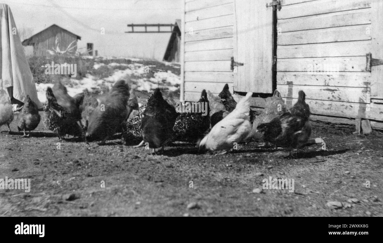 Hühner kratzen und picken nach Nahrung in einem Bauernhof ca. 1930er Jahre Stockfoto