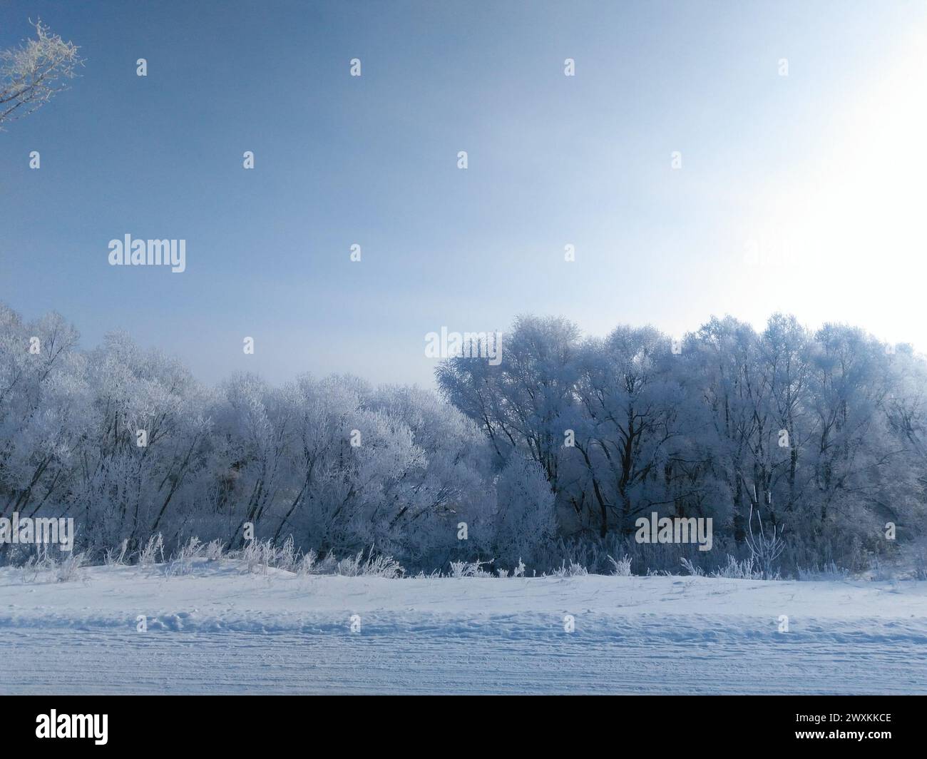 Winter wunderschöne Landschaft mit Bäumen bedeckt mit Raureif. Winterpark im Schnee. Stockfoto