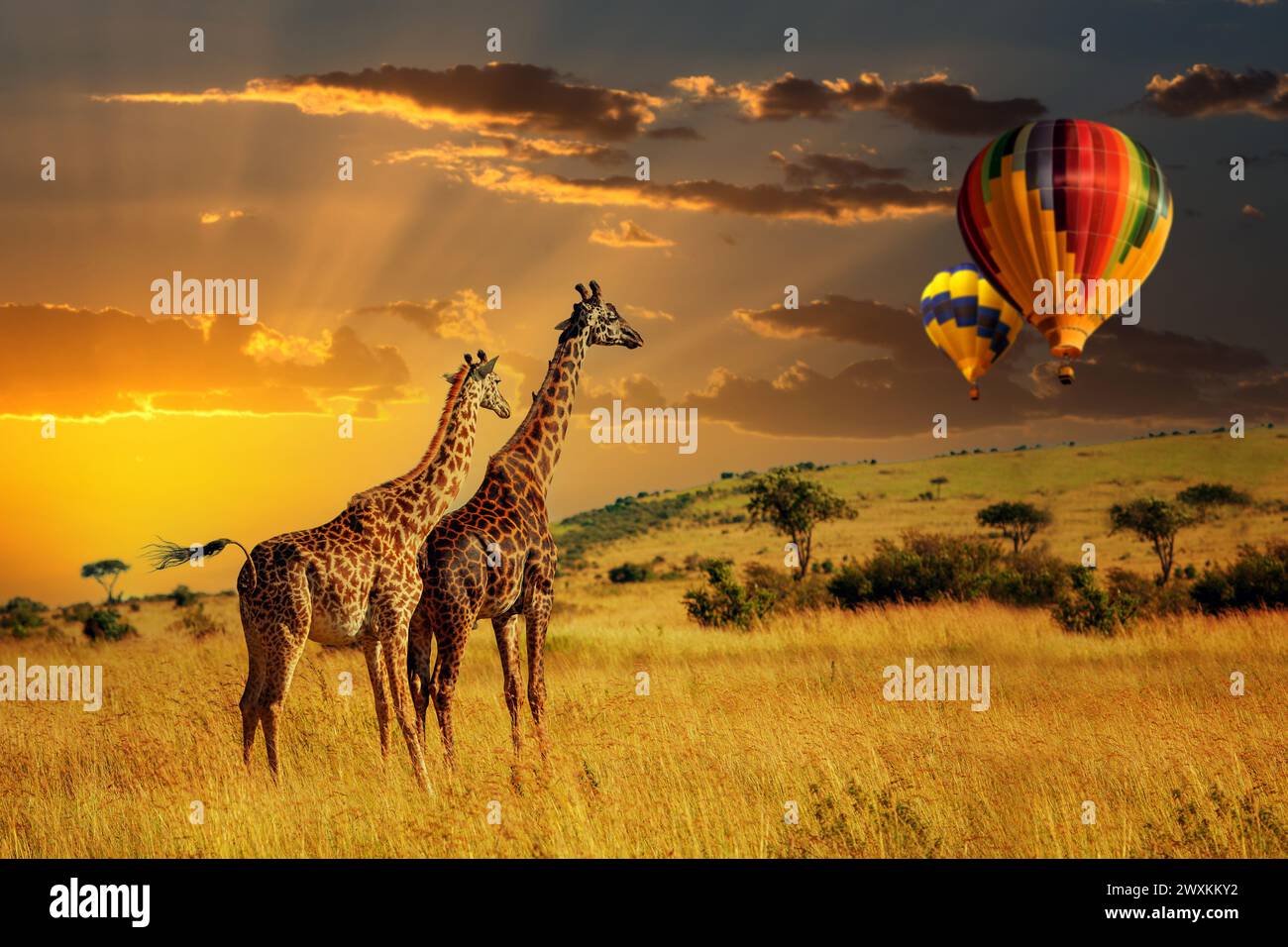 Zwei Giraffen stehen hoch oben auf einem trockenen Grasfeld mit Luftballon, deren lange Hälse hoch reichen, während sie die Landschaft erkunden Stockfoto