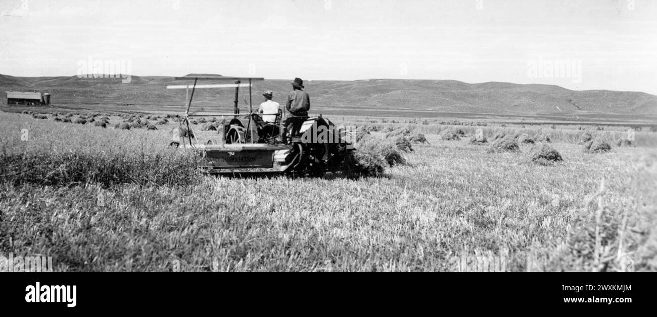 Männer auf einer Farm in South Dakota ernten Getreide mit einem Bindemittel ca. 1930er Jahre Stockfoto