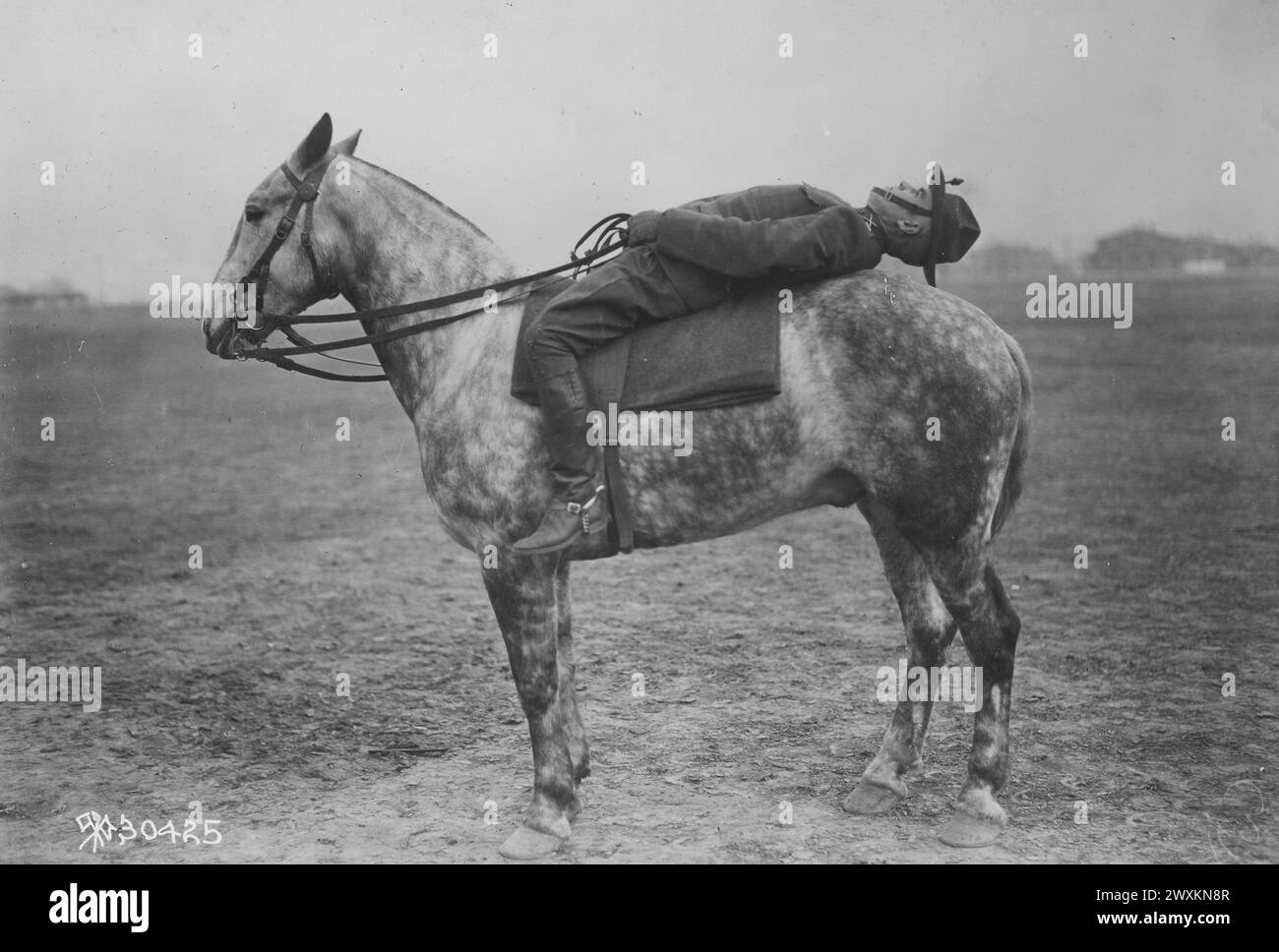 Central Officers' Training School in Camp Taylor in Louisville, KY, Soldat auf einem Pferd, der rückwärts liegend lag und ca. 1918 Stockfoto