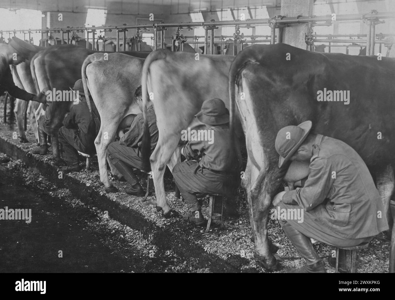 AUSBILDUNG VON HIGH-SCHOOL-JUNGEN für den Farmdienst am Pennsylvania State College, State College, Pa. Jungs lernen, ca. 1918 Stockfoto