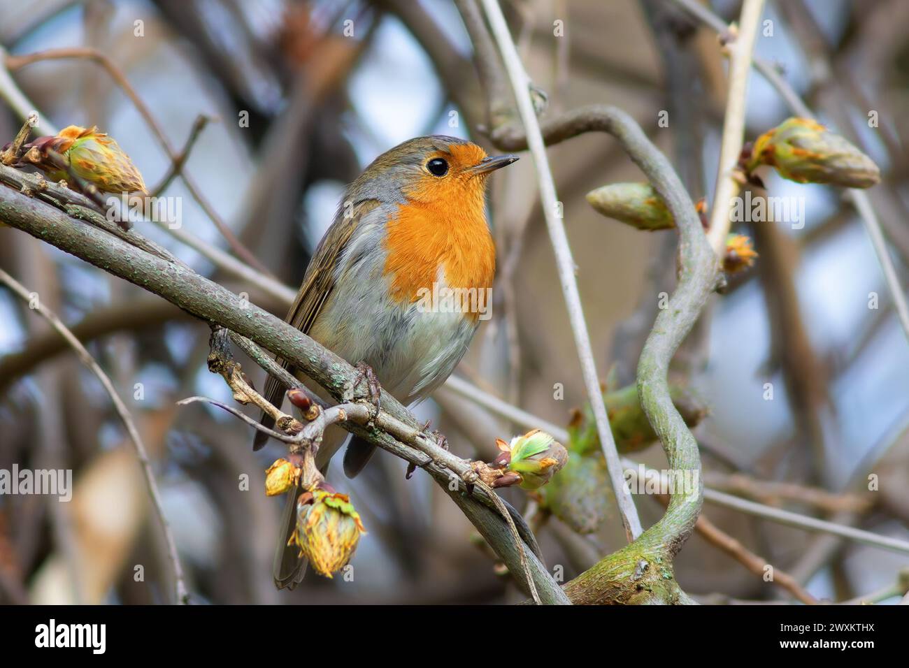 Nahaufnahme des bunten europäischen rotkehlchens an einem Frühlingstag (Erithacus rubecula) Stockfoto