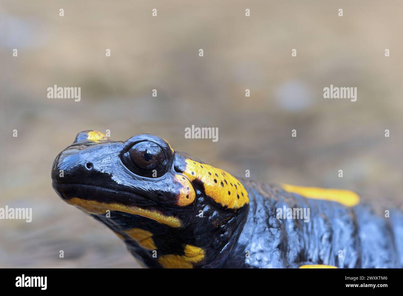 Porträt des Feuersalamanders in natürlicher Umgebung (Salamandra salamandra) Stockfoto