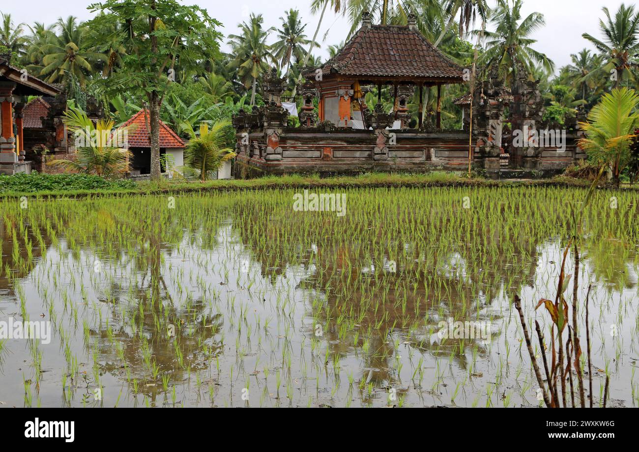 Das Dorf in der Reisplantage - Tegalalang Reisterrassen, Bali Stockfoto