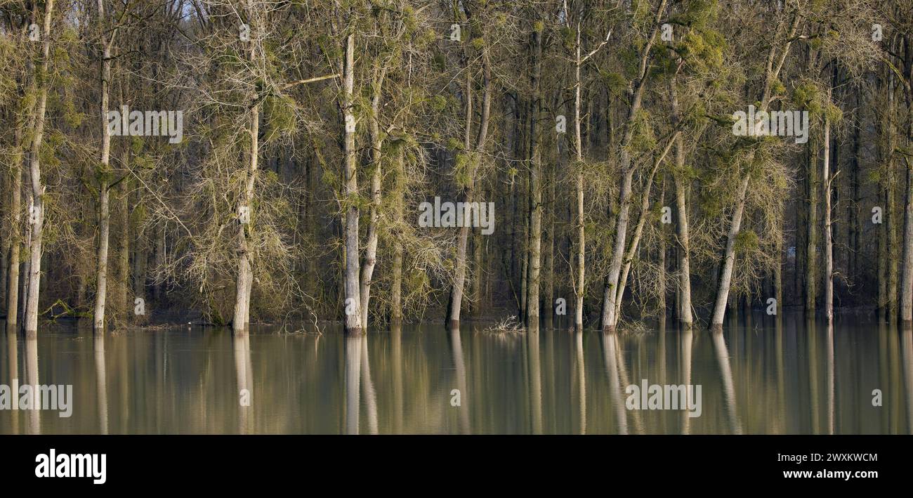 Eine Reihe von Bäumen mit üppig grünen Blättern, die aus dem Wasser herausragen Stockfoto