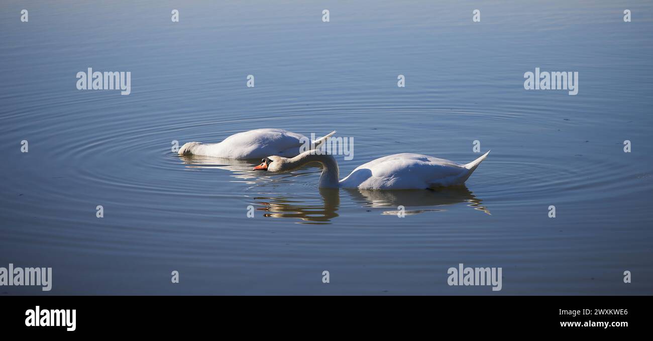 Zwei Erwachsene Schwäne schwimmen mit ihren Zygneten in einem friedlichen Teich Stockfoto