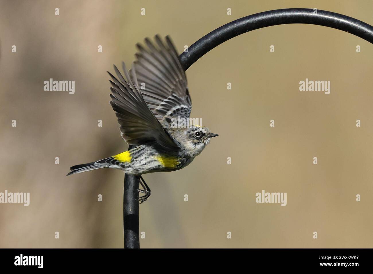 Ein Vogel fliegt von einem Gartenvogelfutter weg Stockfoto