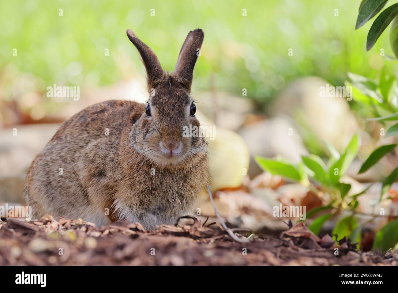 Ein kleines Häschen sitzt im Boden auf dem Boden Stockfoto