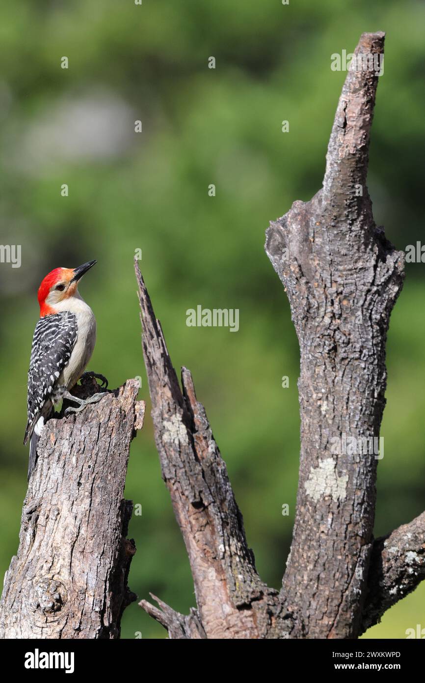 Ein winziger Vogel sitzt auf einem Baumstamm Stockfoto