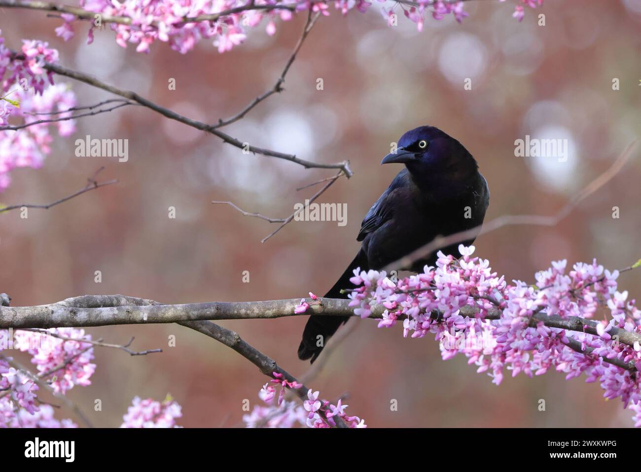 Ein Vogel auf einem Zweig mit rosa Blumen im Hintergrund Stockfoto