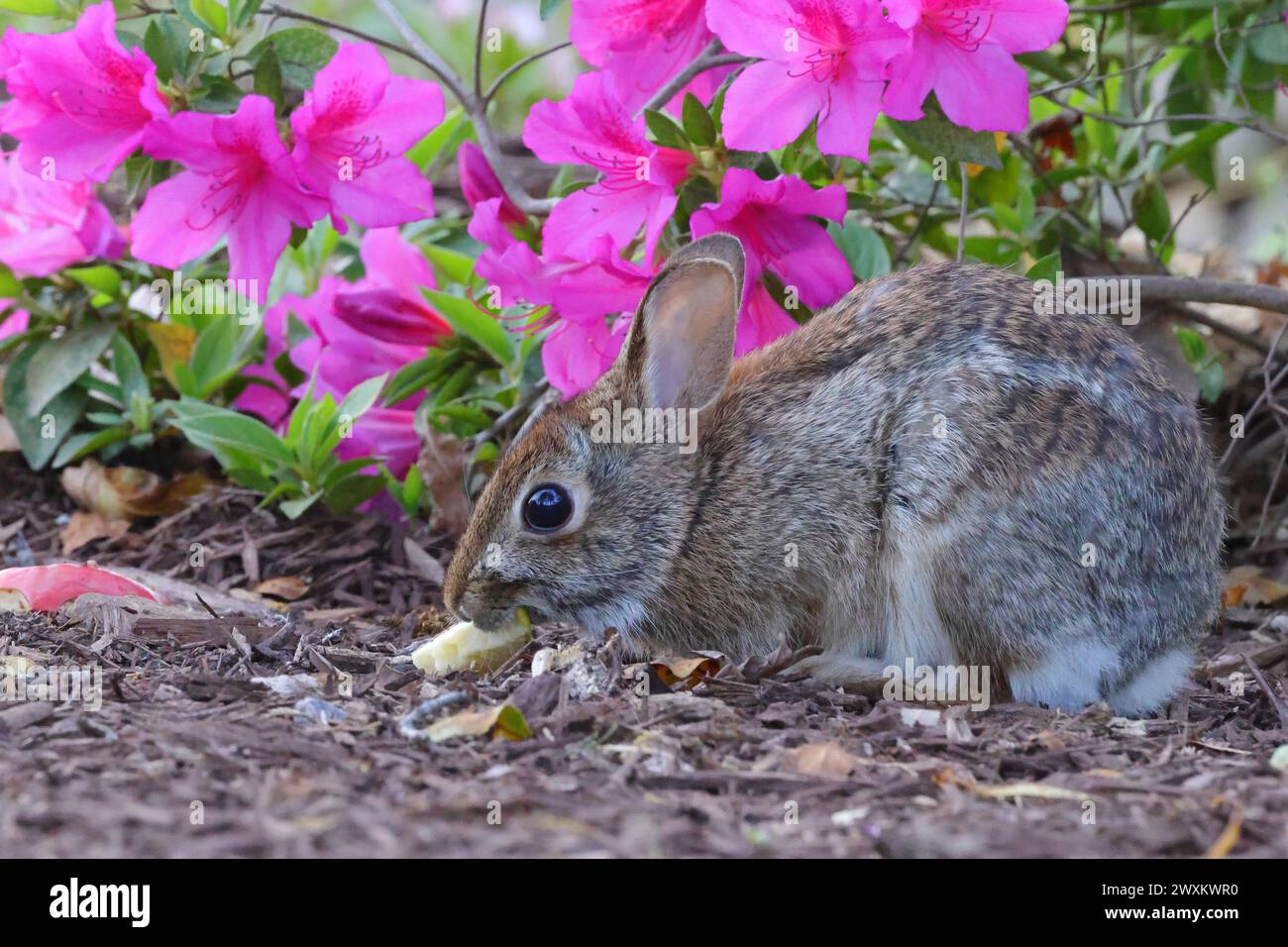 Ein Kaninchen, das im Garten zwischen üppigen Pflanzen und Blumen knabbert Stockfoto