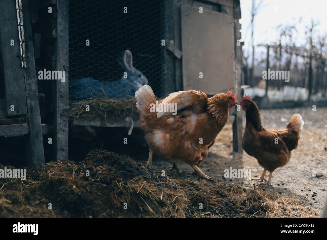 Drei Hühner in einem Stall mit Heu auf dem Boden Stockfoto