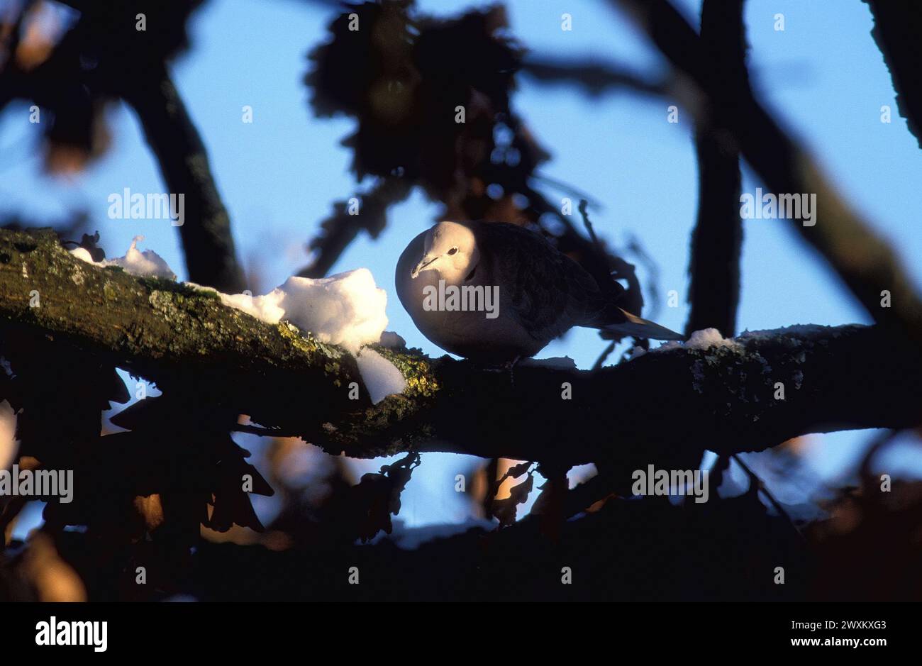 Sonnenfleck auf der Taube auf einem Baumzweig Stockfoto