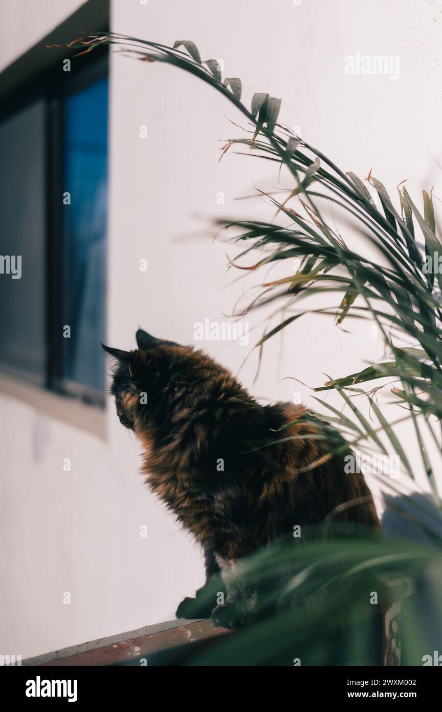 Eine Katze, die an einer Wand neben einer Pflanze sitzt Stockfoto