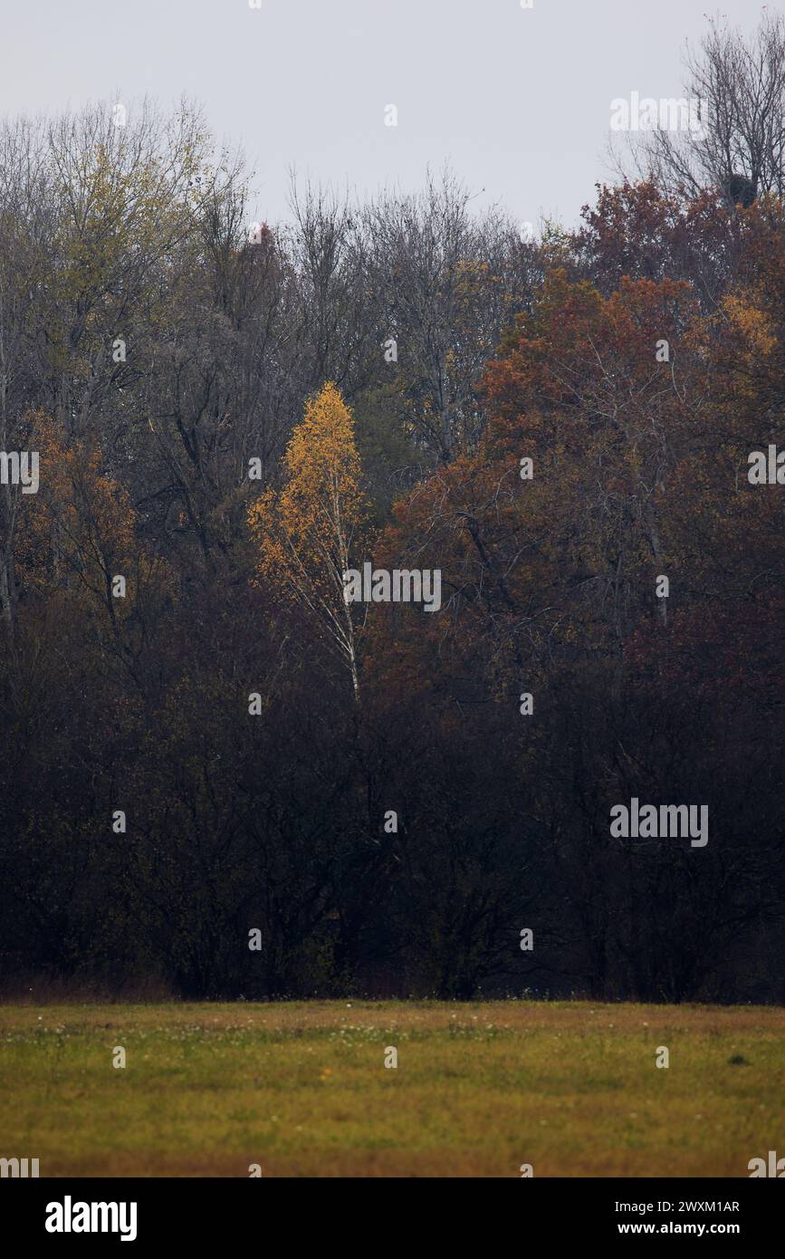 Farbenfrohe Bäume im Hintergrund mit verschiedenen Farbtönen Stockfoto