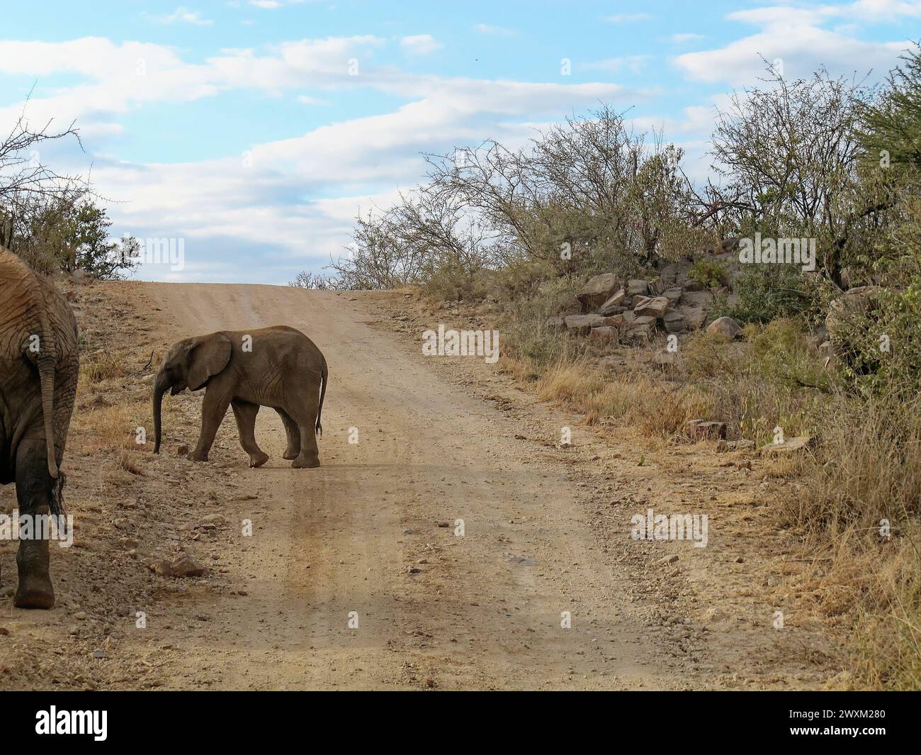 Elefanten im Südafrikanischen Busch - Baby Elephant überquert trockene Schotterstraße. Stockfoto