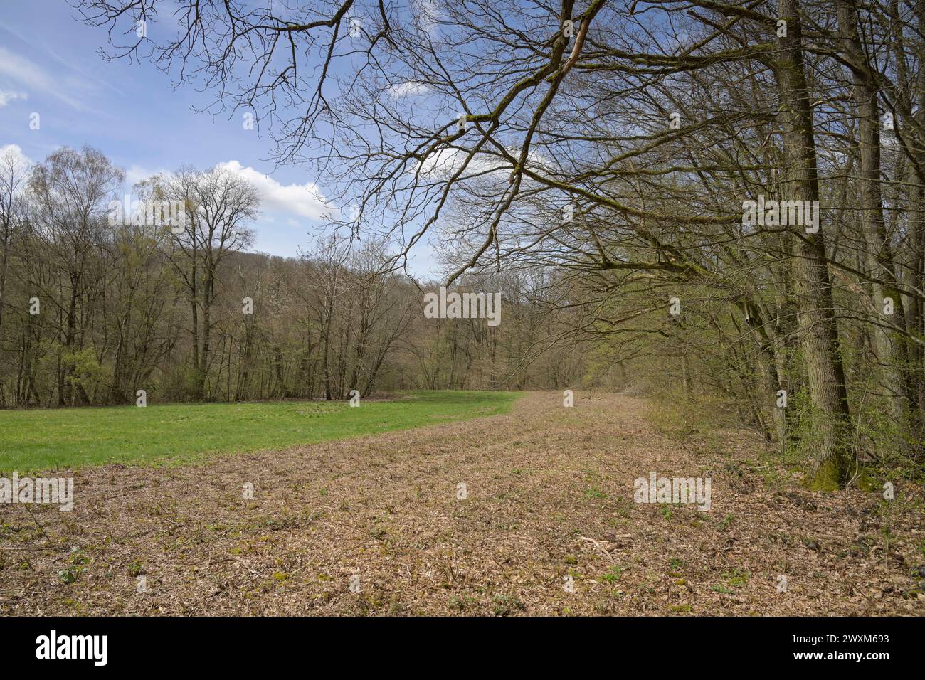 Rabengrund, Wiesen, Wald, Wiesbaden, Hessen, Deutschland Stockfoto