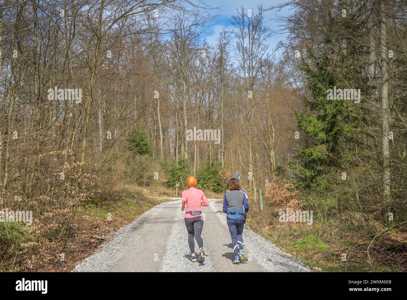 Jogger, Wald, Taunus, Rheingau-Taunus-Kreis, Hessen, Deutschland Stockfoto