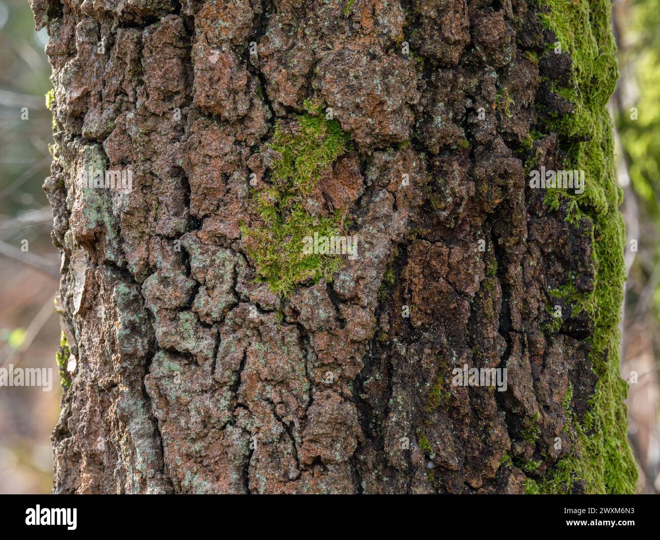 Alter Baum mit Moos und Flechten auf Rinde. Stockfoto