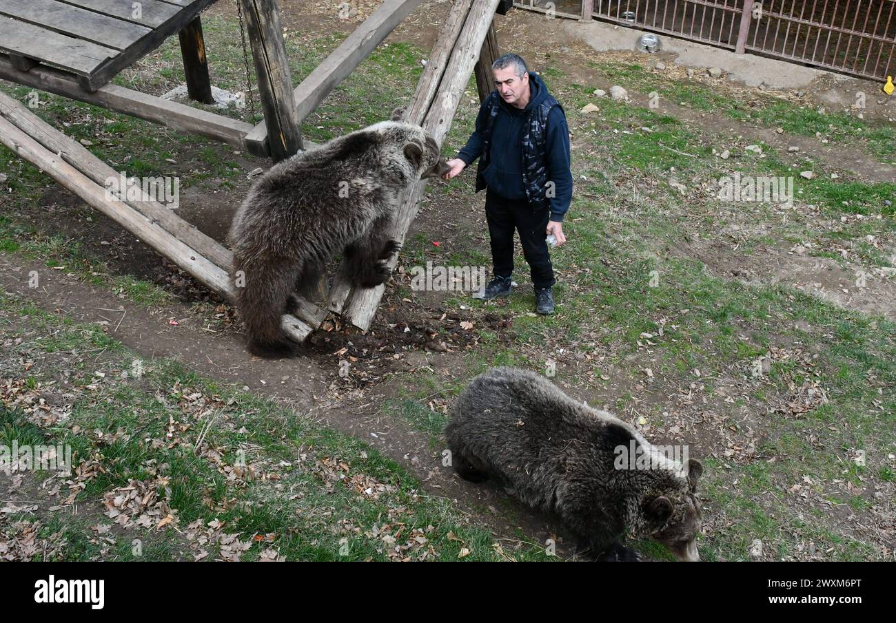 Petar Tubic aus Gornja Paklenica in der Nähe von Doboj auf dem Mount Ozren in Bosnien und Herzegowina rettete zwei Bärenjungen vor dem sicheren Tod, nachdem sie ihre Mutter in freier Wildbahn verloren hatten. Jetzt sind Jungtiere gewachsene Bären und zahme Haustiere namens Masa anda Ljubica. Vor fünf Jahren fand Tubic Masa verwundbar und allein in einem Wald. Er hatte Angst, dass andere Tiere ihr wehtun würden, also nahm er sie mit nach Hause. Er wusste nichts über Bären, also fragte er einen örtlichen Tierarzt und las Fachliteratur. Er sagt, dass sie wie jedes andere Haustier war. Morgens trank sie Milch mit etwas Honig, während Tubic und seine Frau ihre Co tranken Stockfoto