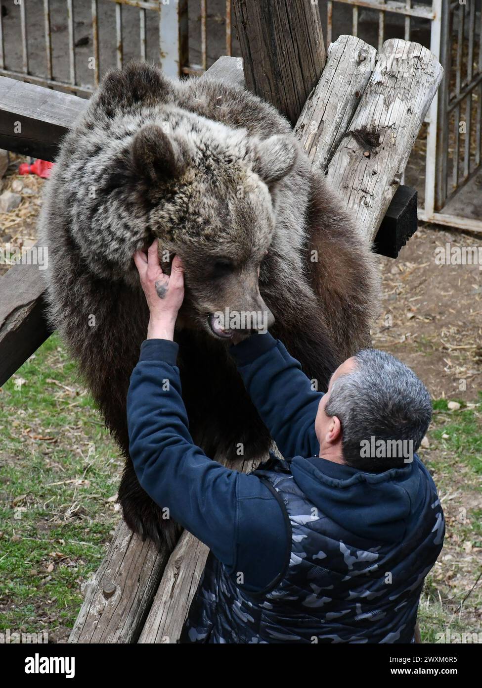 Petar Tubic aus Gornja Paklenica in der Nähe von Doboj auf dem Mount Ozren in Bosnien und Herzegowina rettete zwei Bärenjungen vor dem sicheren Tod, nachdem sie ihre Mutter in freier Wildbahn verloren hatten. Jetzt sind Jungtiere gewachsene Bären und zahme Haustiere namens Masa anda Ljubica. Vor fünf Jahren fand Tubic Masa verwundbar und allein in einem Wald. Er hatte Angst, dass andere Tiere ihr wehtun würden, also nahm er sie mit nach Hause. Er wusste nichts über Bären, also fragte er einen örtlichen Tierarzt und las Fachliteratur. Er sagt, dass sie wie jedes andere Haustier war. Morgens trank sie Milch mit etwas Honig, während Tubic und seine Frau ihre Co tranken Stockfoto